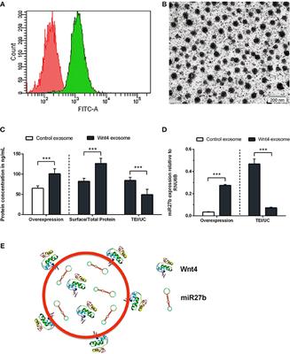 Transgenic Exosomes for Thymus Regeneration